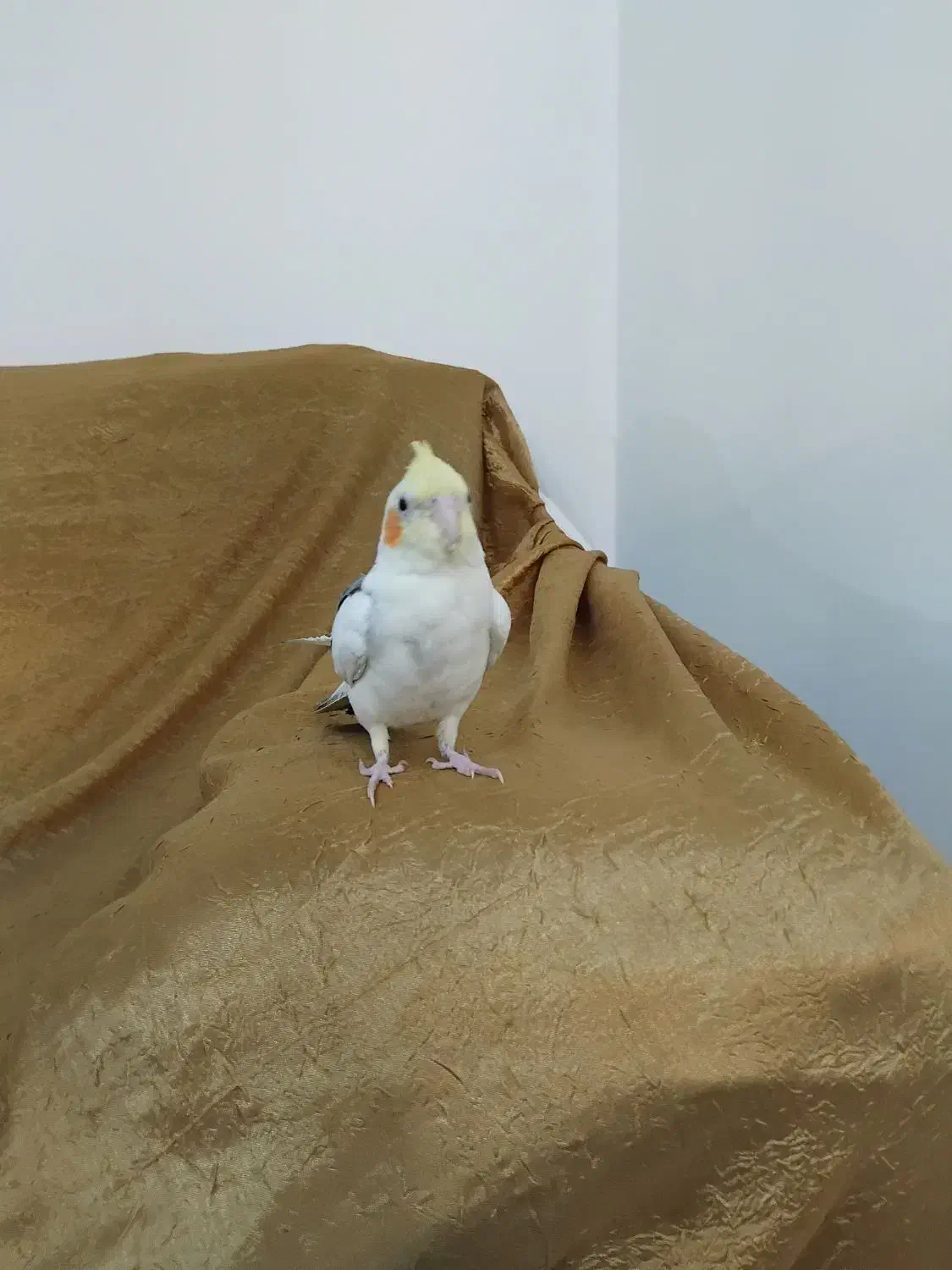 عروس هلندی اهلی اهلی|پرنده|چهارباغ, |دیوار