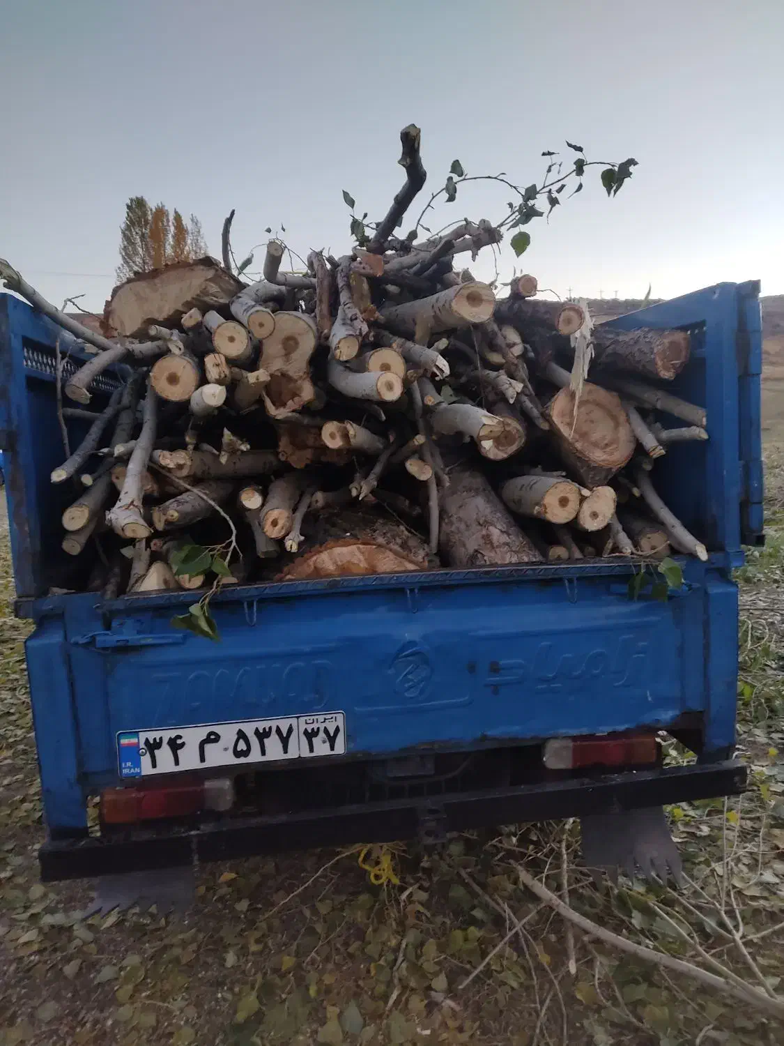 خریدقلمه بید چوب خشک کهنه|خدمات باغبانی و درختکاری|قره ضیاالدین, |دیوار