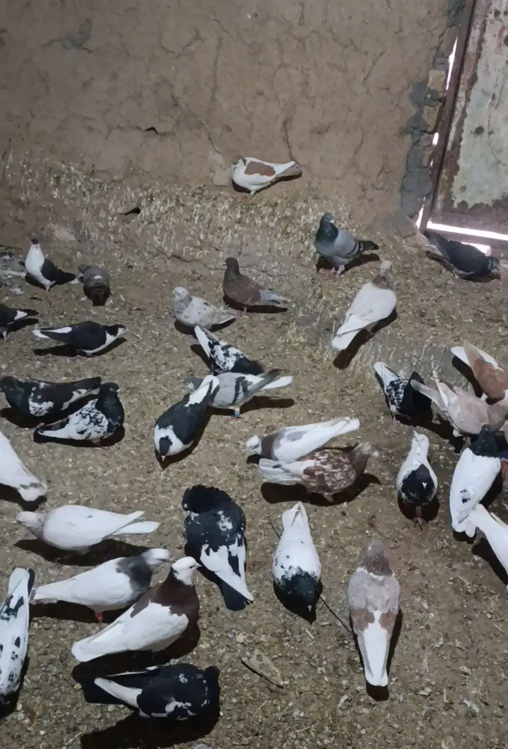 کفتر|پرنده|فریمان, |دیوار