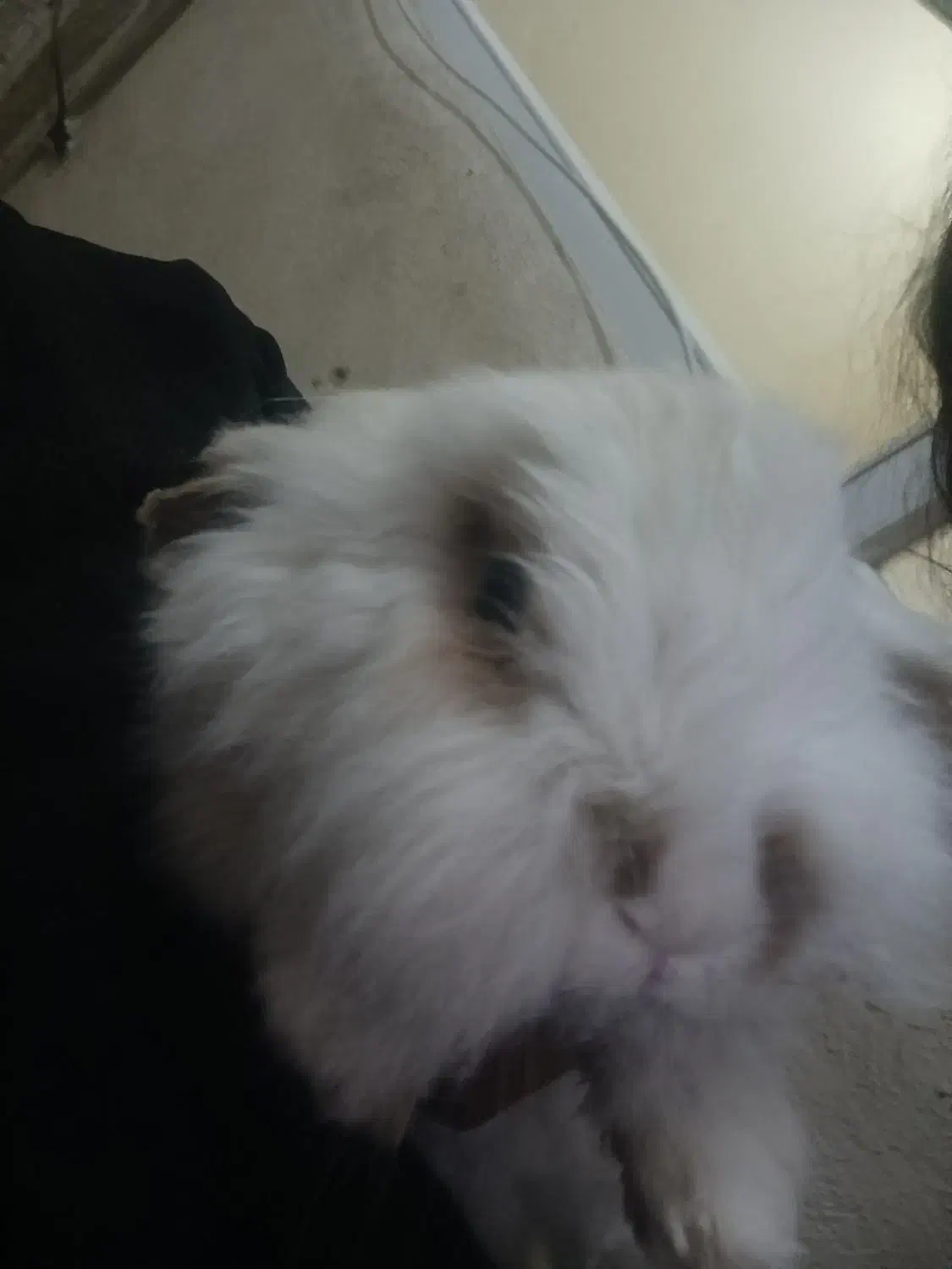 خرگوش لوپ هندی بازیگوش|موش و خرگوش|ایلام, |دیوار