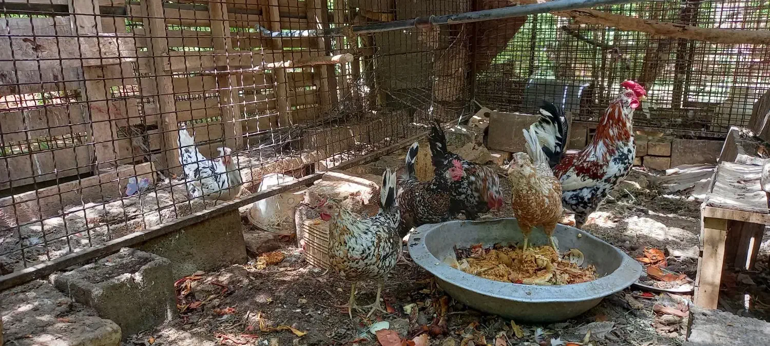 تخم مرغ نطفه دار گلین|پرنده|یزد, |دیوار