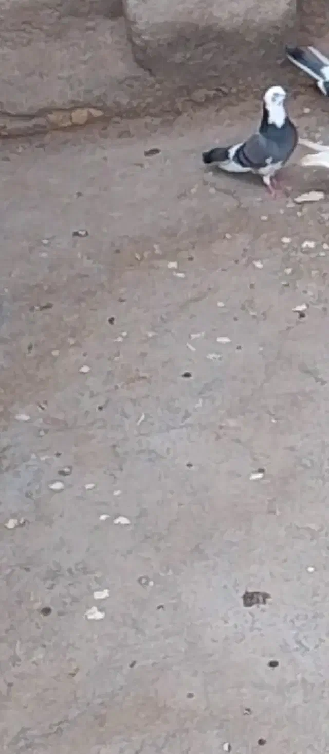 کبوتر شازده سبزه گم کردم|حیوانات|زابل, |دیوار
