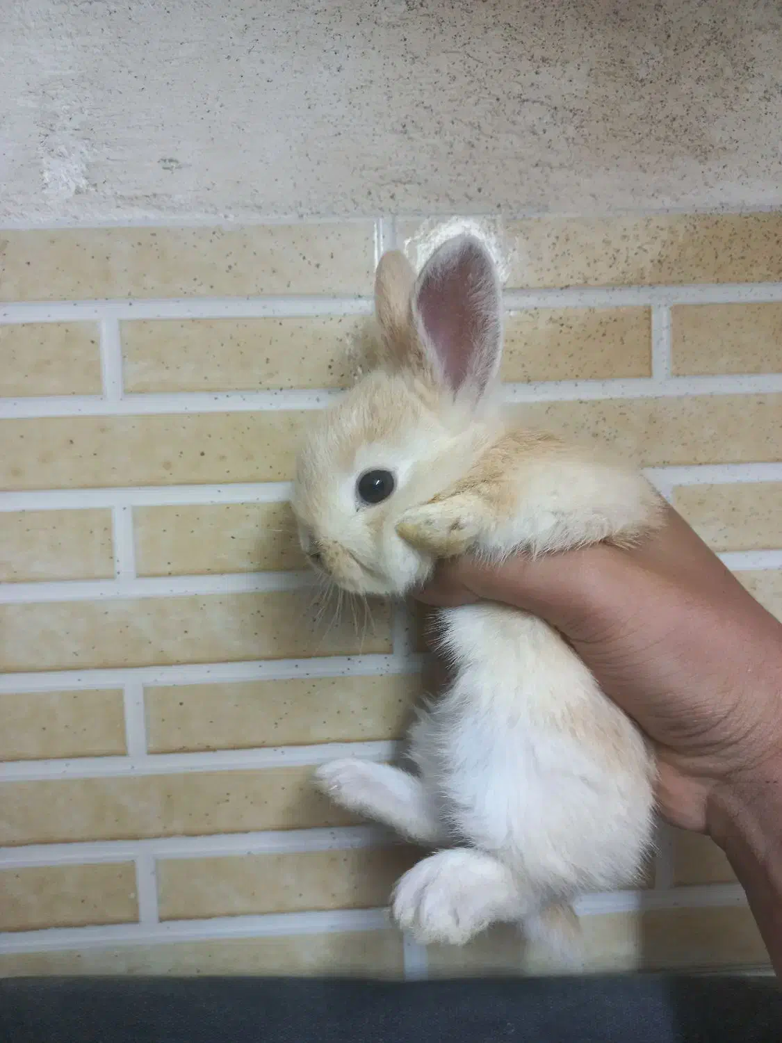 خرگوش ۲۵ روزه|موش و خرگوش|کردکوی, |دیوار