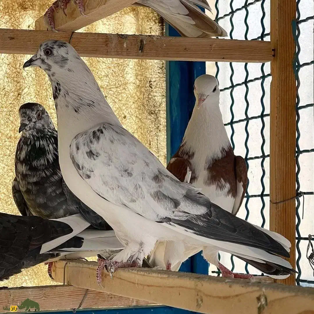 یک عدد جوجه دست پر سیاه کاکلی گم شده|حیوانات|خمین, |دیوار