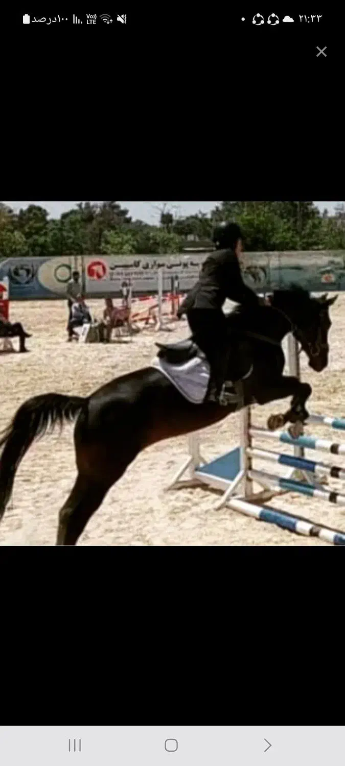 اسب ورزشی  مادیان پرشی  رده ۱۲۰ثبت فدراسیون ۱۲ساله|اسب و تجهیزات اسب‌سواری|بوئین زهرا, |دیوار