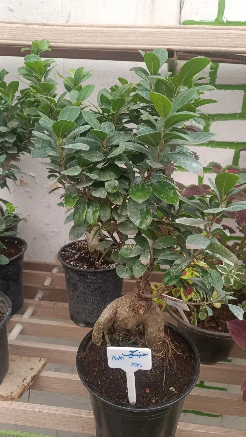 انواع گلهای آپارتمانی|گل و گیاه طبیعی|ابهر, |دیوار