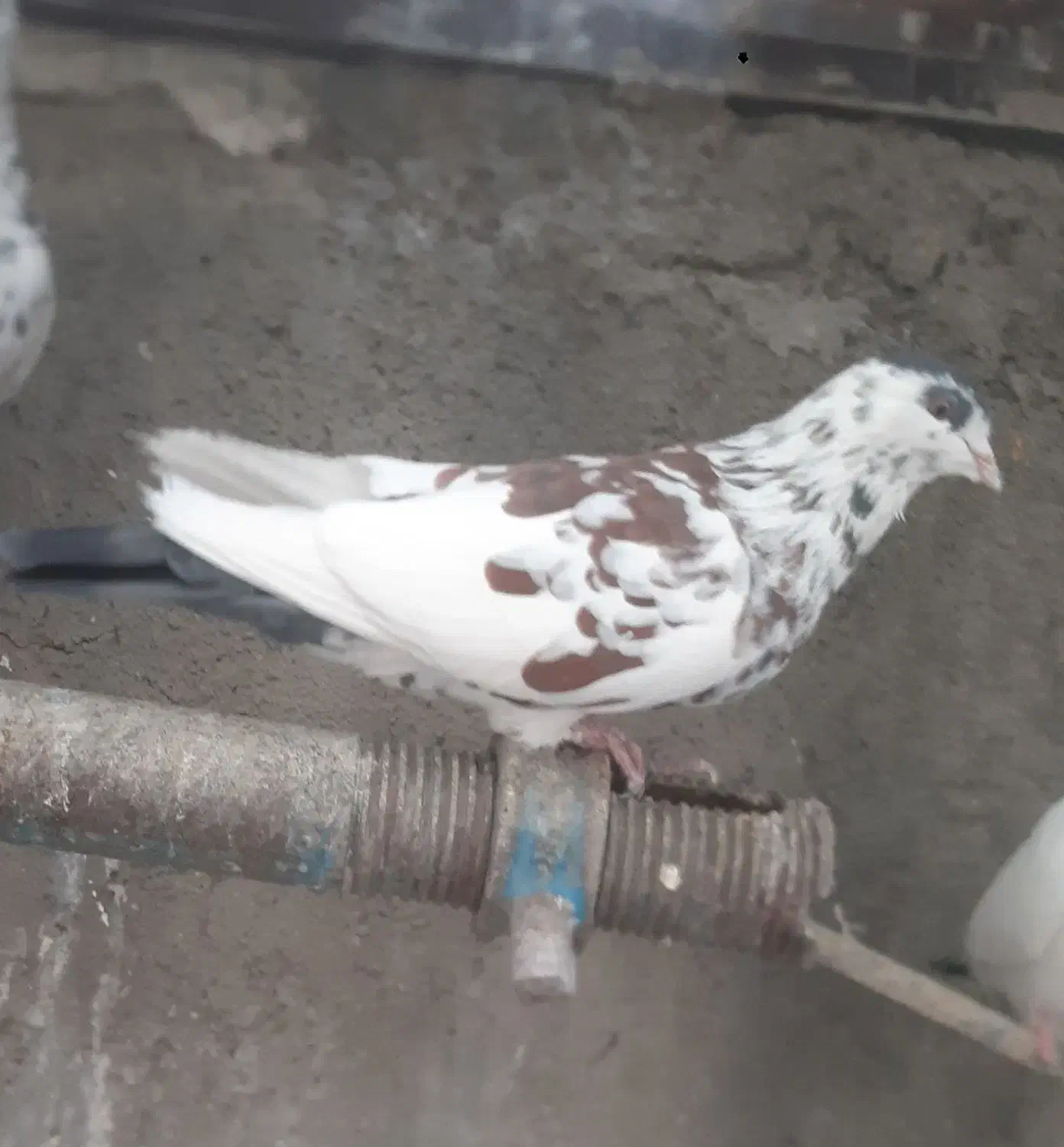 کفتر افغانی ماده امری مگسی کله سفید و افشون|پرنده|پاکدشت, پاکدشت (مامازند)|دیوار