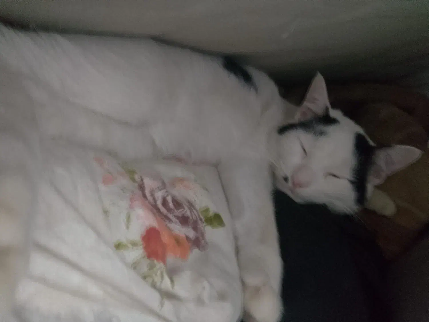 گمشده|حیوانات|پردیس, فاز ۲|دیوار