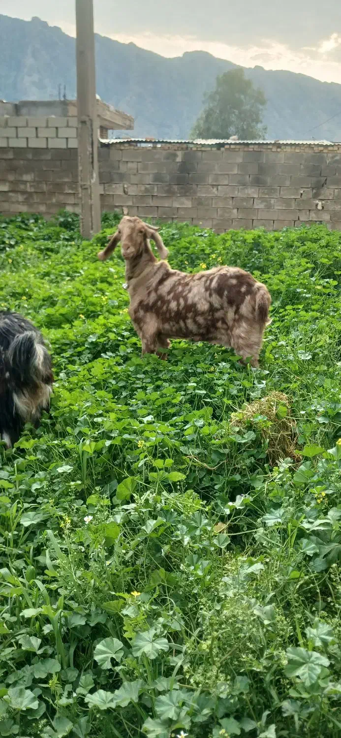 فروش‌تیشتر‌داشتی|حیوانات مزرعه|ایذه, |دیوار