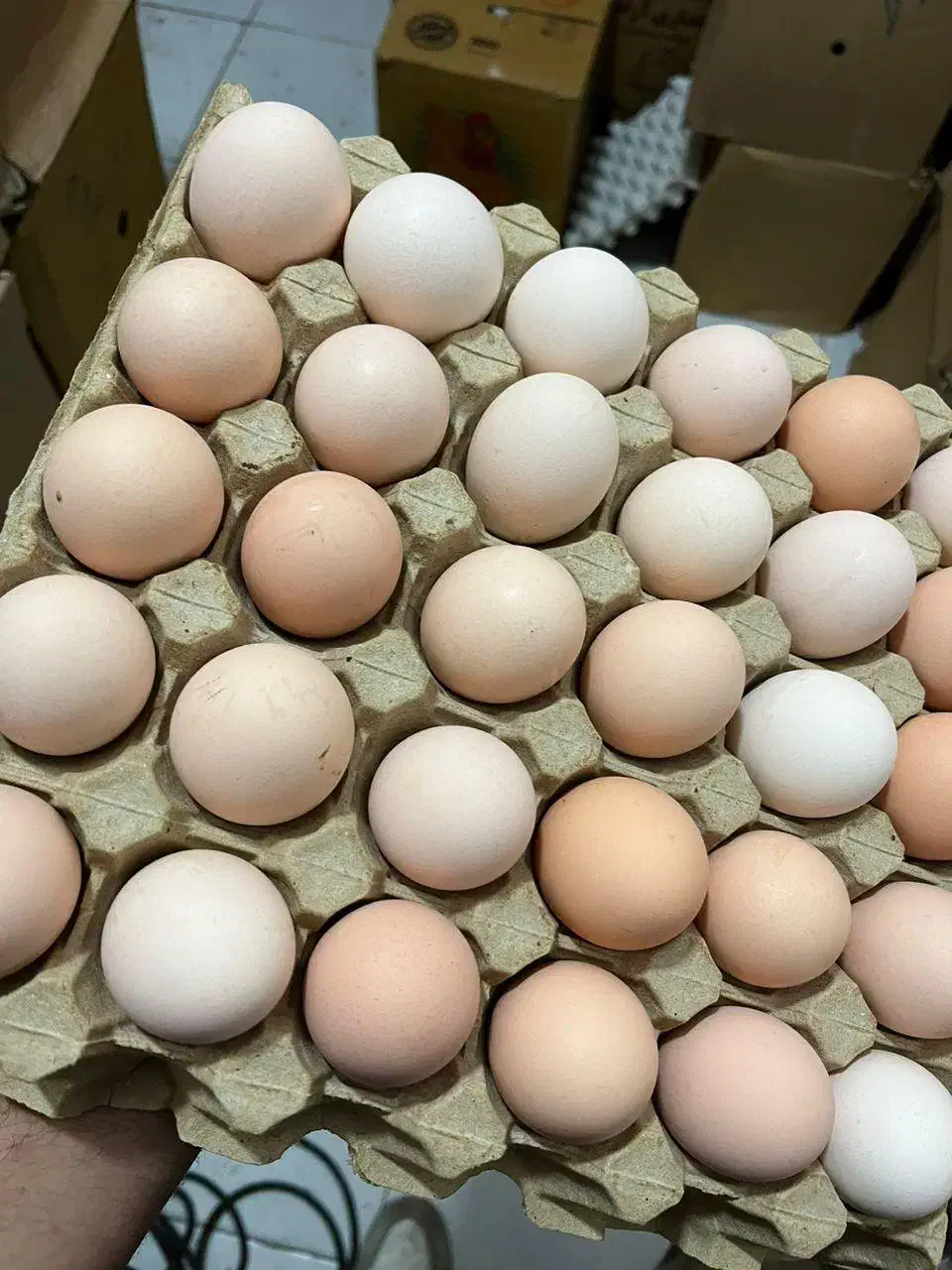 تخم‌مرغ بومی|خوردنی و آشامیدنی|نجف‌آباد, شریعتی غربی|دیوار