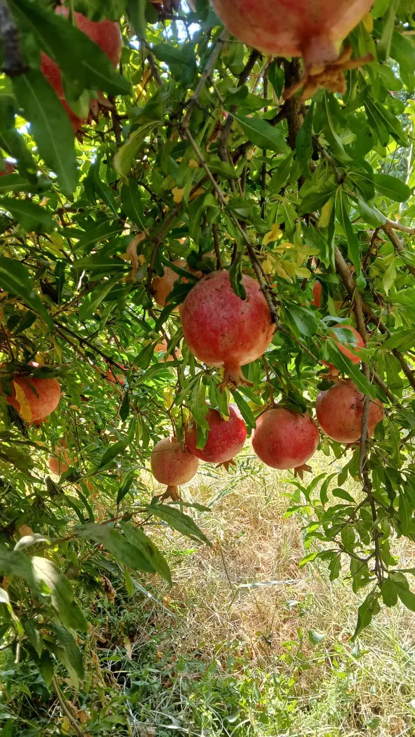 ارنار درجه یک|خوردنی و آشامیدنی|مشهد, امیرآباد|دیوار