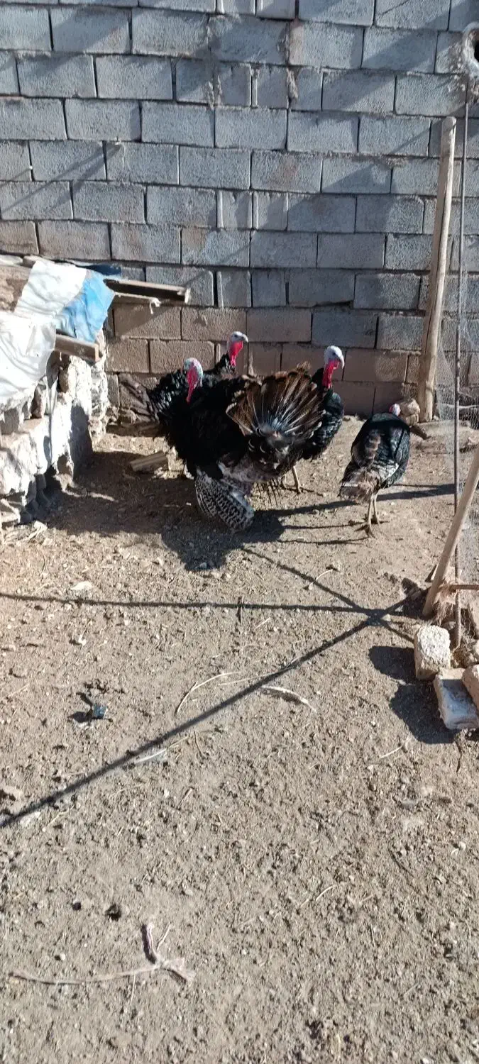 بوقلمون. نر|حیوانات مزرعه|باسمنج, |دیوار