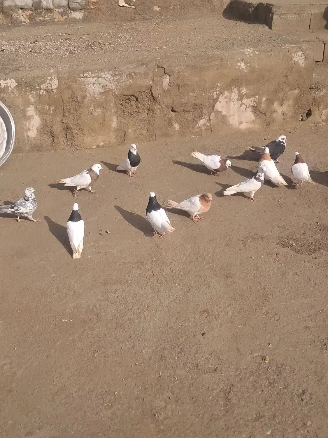 کبوتر|پرنده|ملکان, |دیوار