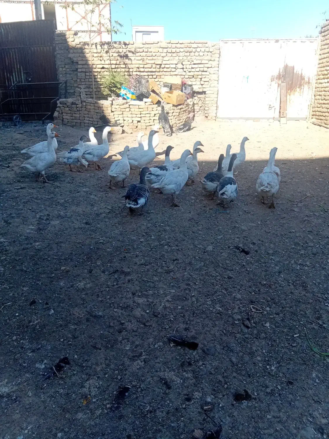 ۱۹ عددغاز جوان به شرط|حیوانات مزرعه|قزوین, |دیوار