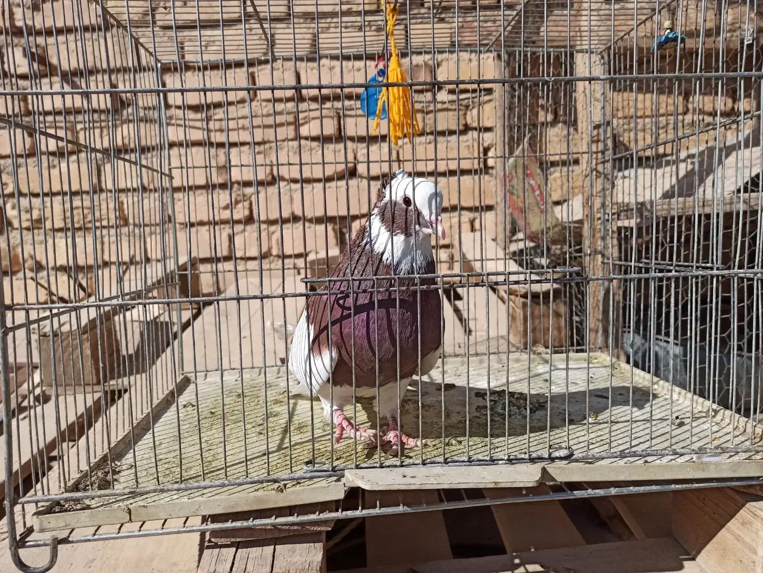 طوق سرخ|پرنده|طسوج, |دیوار