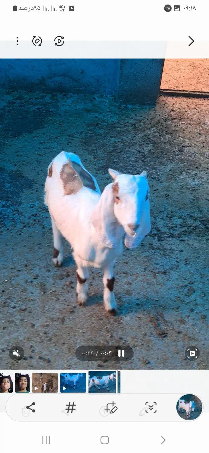 بزغاله افغانی|حیوانات مزرعه|کوهی‌خیل, |دیوار