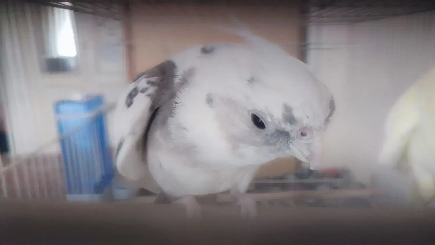 یک جفت عروس هلندی تخم گذار همراه با قفس و وسایل|پرنده|مشهد, توس (بلوار توس)|دیوار