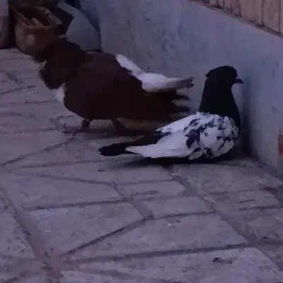 کفتر|پرنده|مرودشت, تامین اجتماعی‎|دیوار