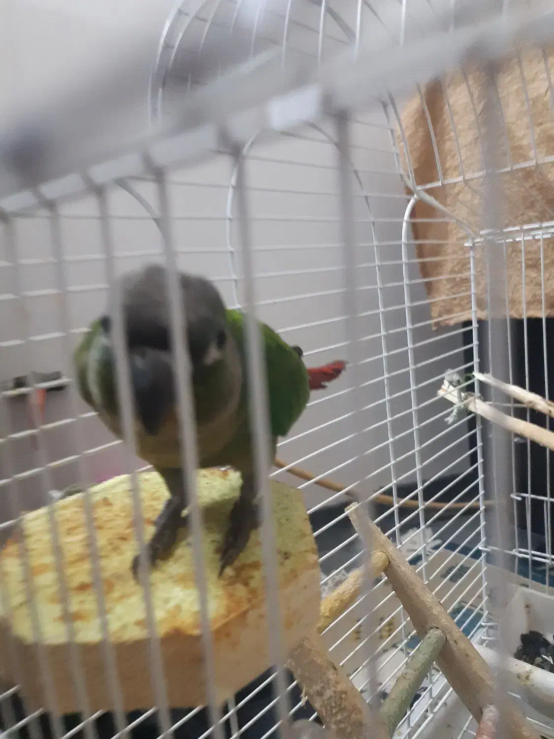 ماده گرینچیک|پرنده|محمدشهر, یزدیها|دیوار