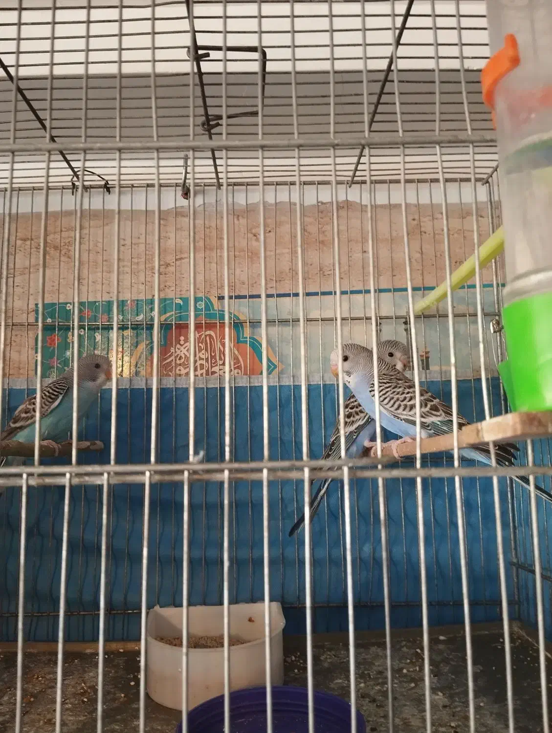 ۱عددمرغ عشق نر|پرنده|قم, شهرک مهدیه (مدرس)|دیوار