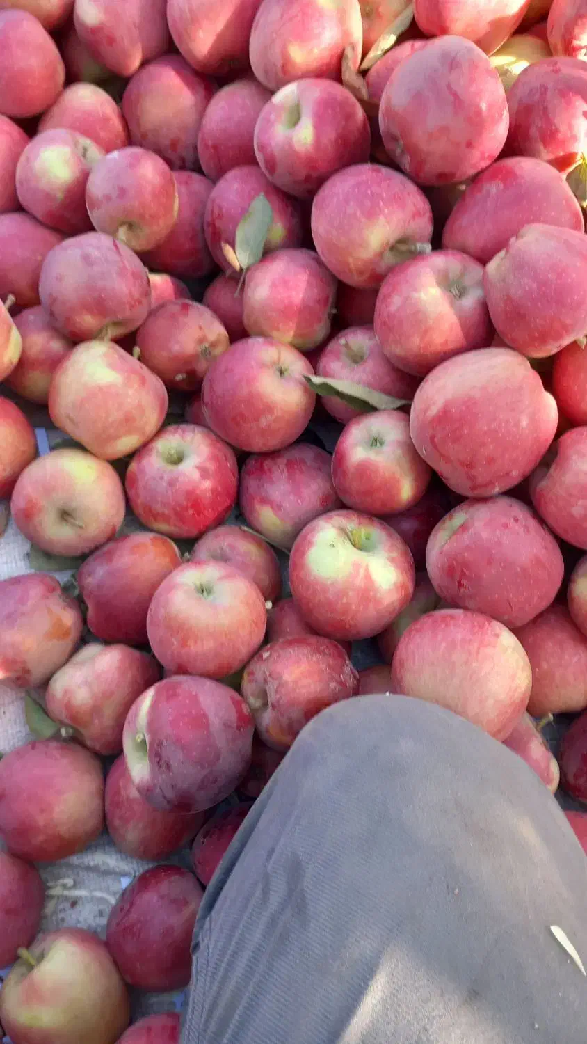 سیب درجه ۲|خوردنی و آشامیدنی|کشاورز, |دیوار