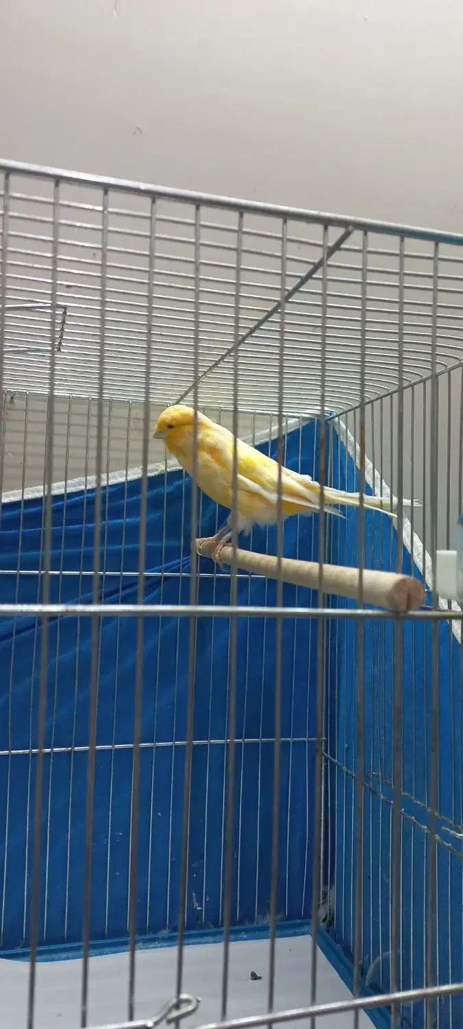 قناری نر برفکی|پرنده|اصفهان, جلالیه|دیوار