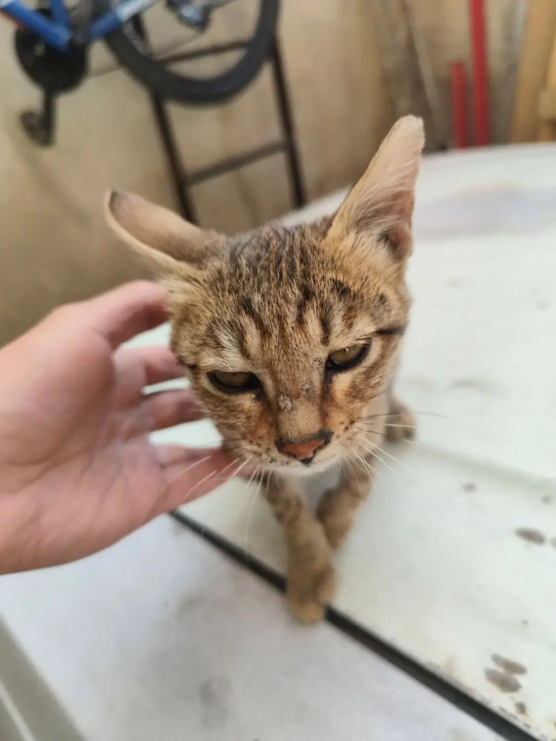 واگذاری بچه گربه|گربه|فردیس, نسترن شرقی|دیوار