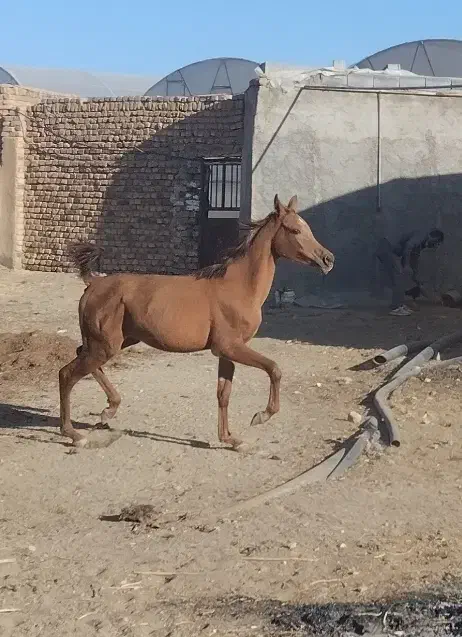 کره عرب پوزه دار|اسب و تجهیزات اسب‌سواری|کمیجان, |دیوار