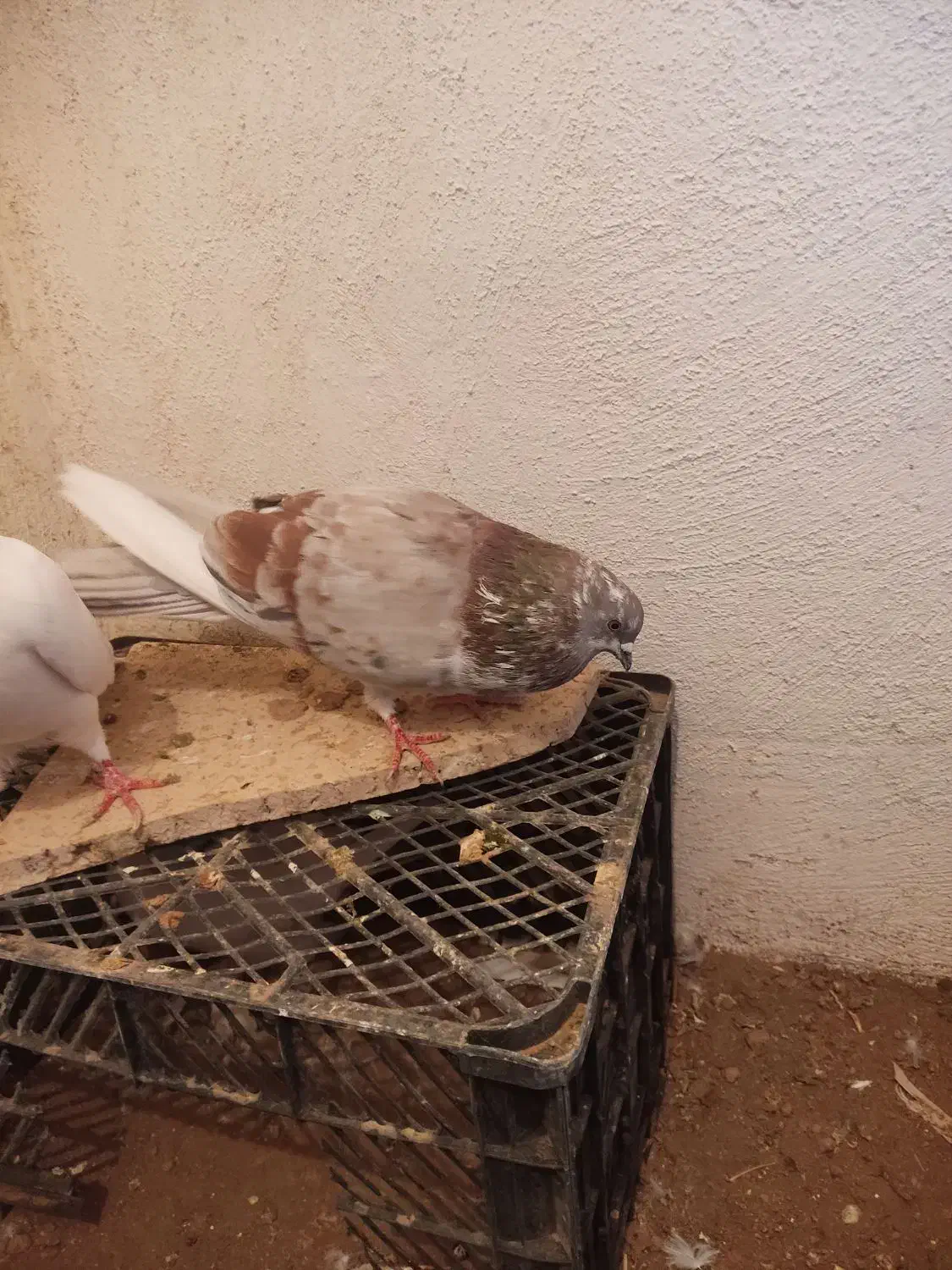 کفتر|پرنده|بهارستان, |دیوار