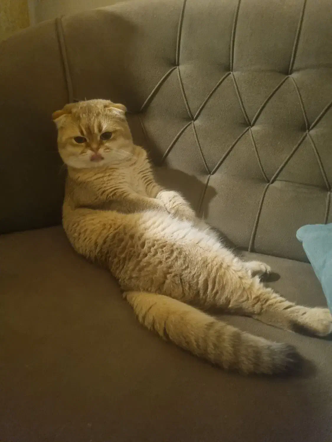 جفت یابی برای گربه نر بالغ|گربه|تهران, حر|دیوار