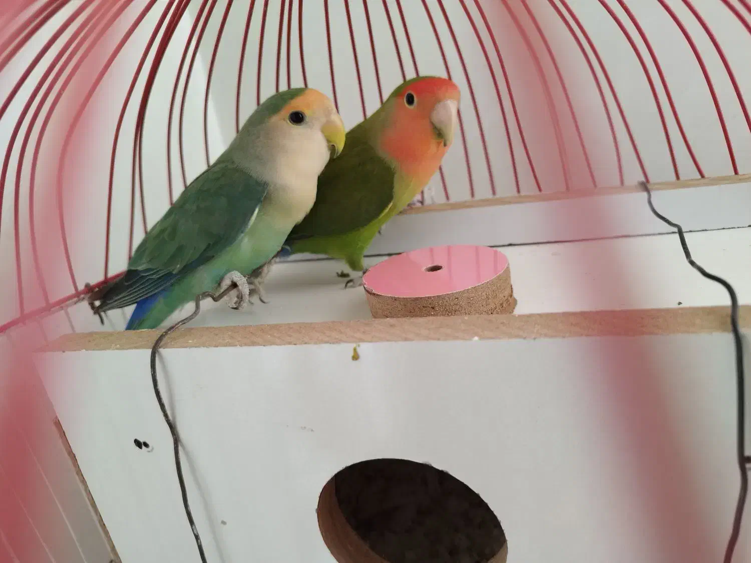 طوطی برزیلی|پرنده|بوکان, |دیوار