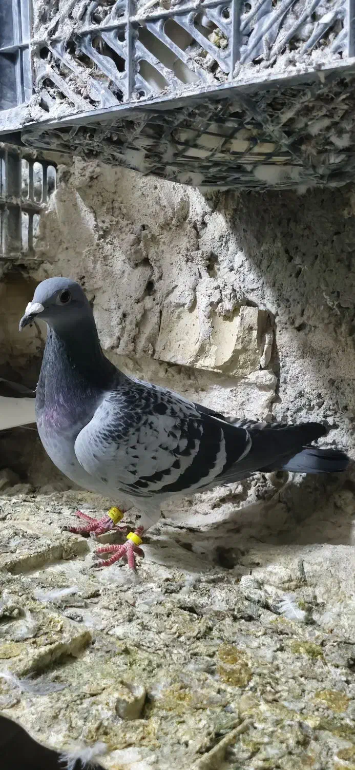 کبوتر پلاکی|حیوانات|کرمانشاه, |دیوار