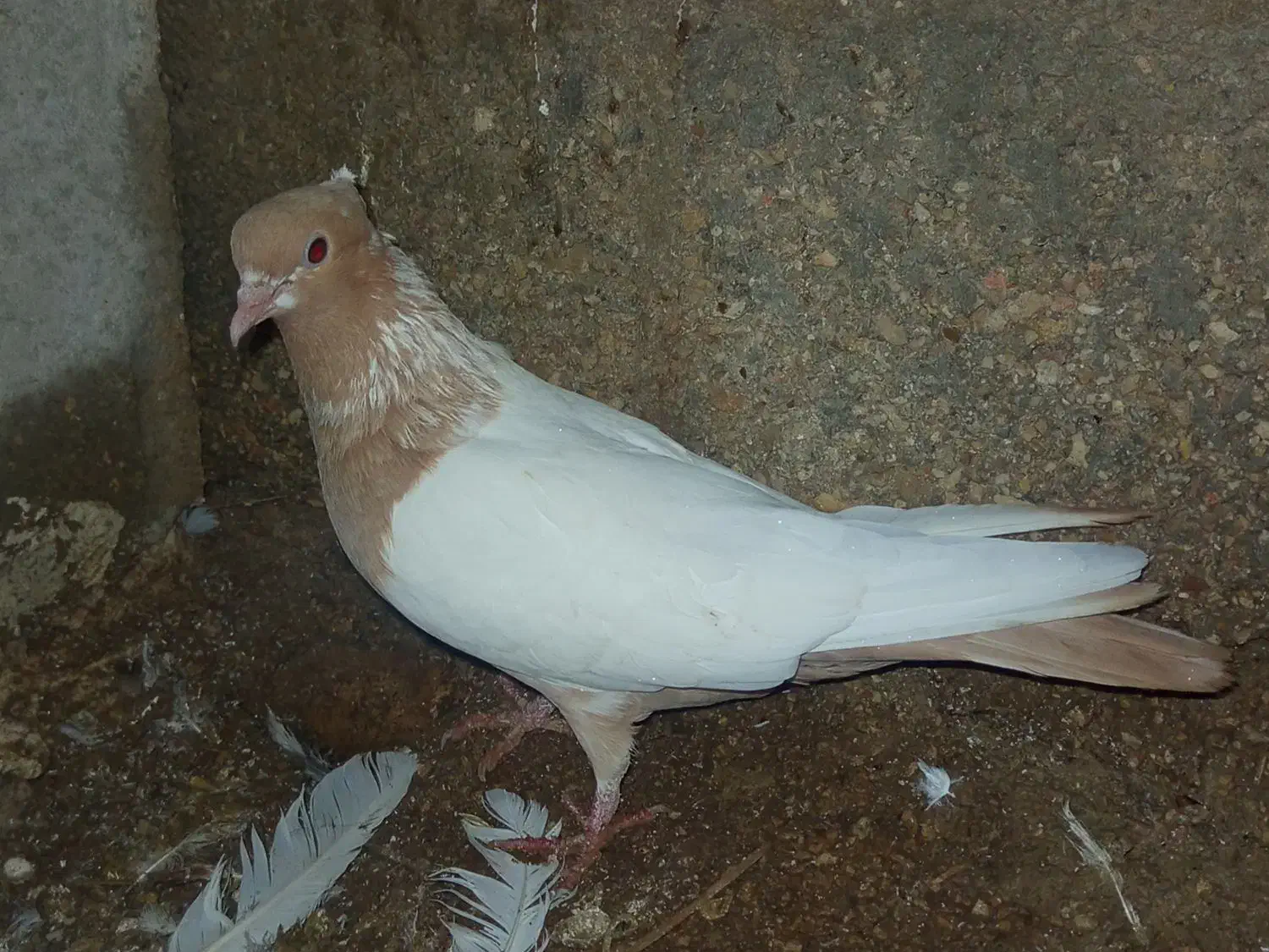 کبوتر رنگی|پرنده|گله دار, |دیوار