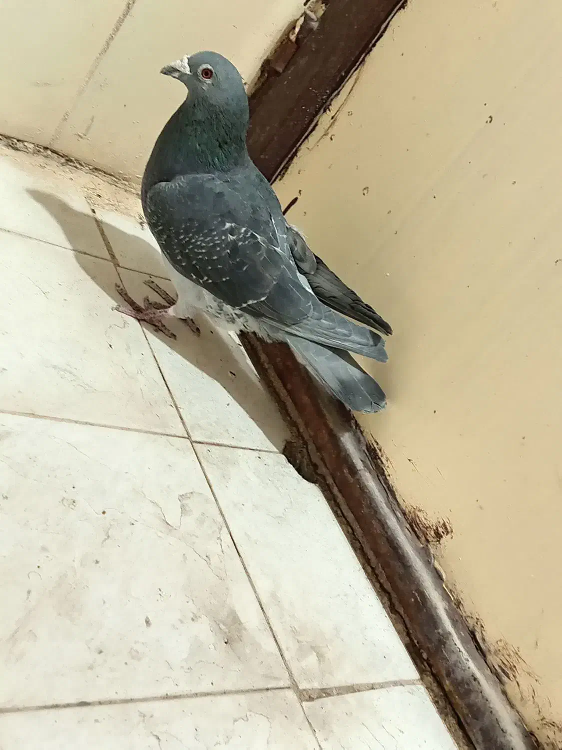 کفتر|پرنده|بیرجند, |دیوار