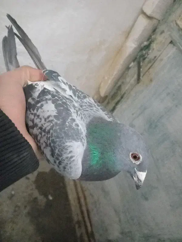 کبوتر پلاکی|پرنده|کرمانشاه, |دیوار