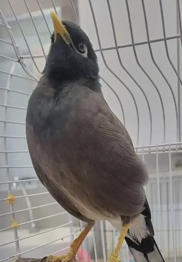 گمشده مرغ مینا|پرنده|شیراز, تندگویان|دیوار