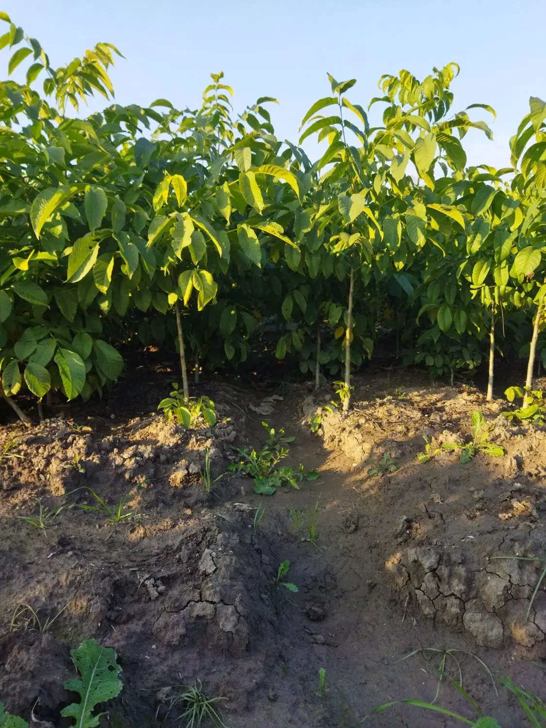 پیش فروش نهال گردو اسراییلی|گل و گیاه طبیعی|فاضل آباد, |دیوار