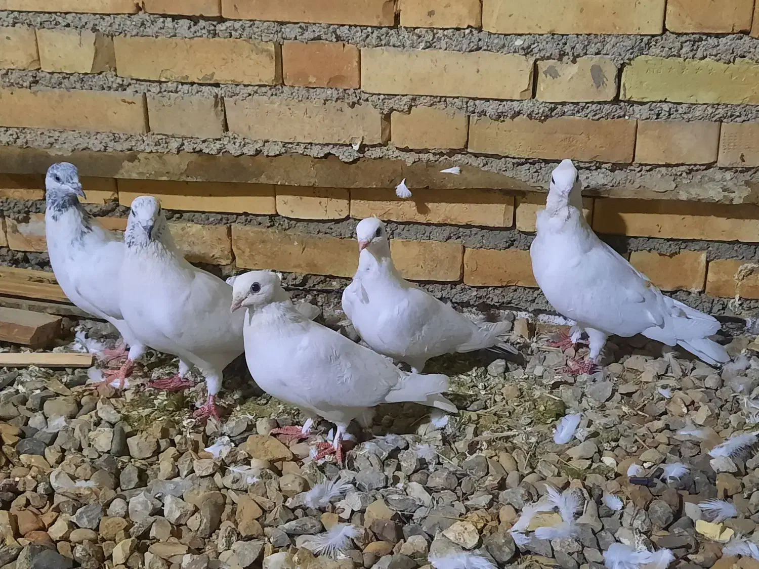 فروش یا معاوضه|پرنده|خرمشهر, |دیوار