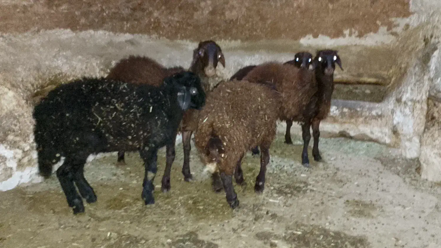 بره بهاره|حیوانات مزرعه|تکاب, |دیوار