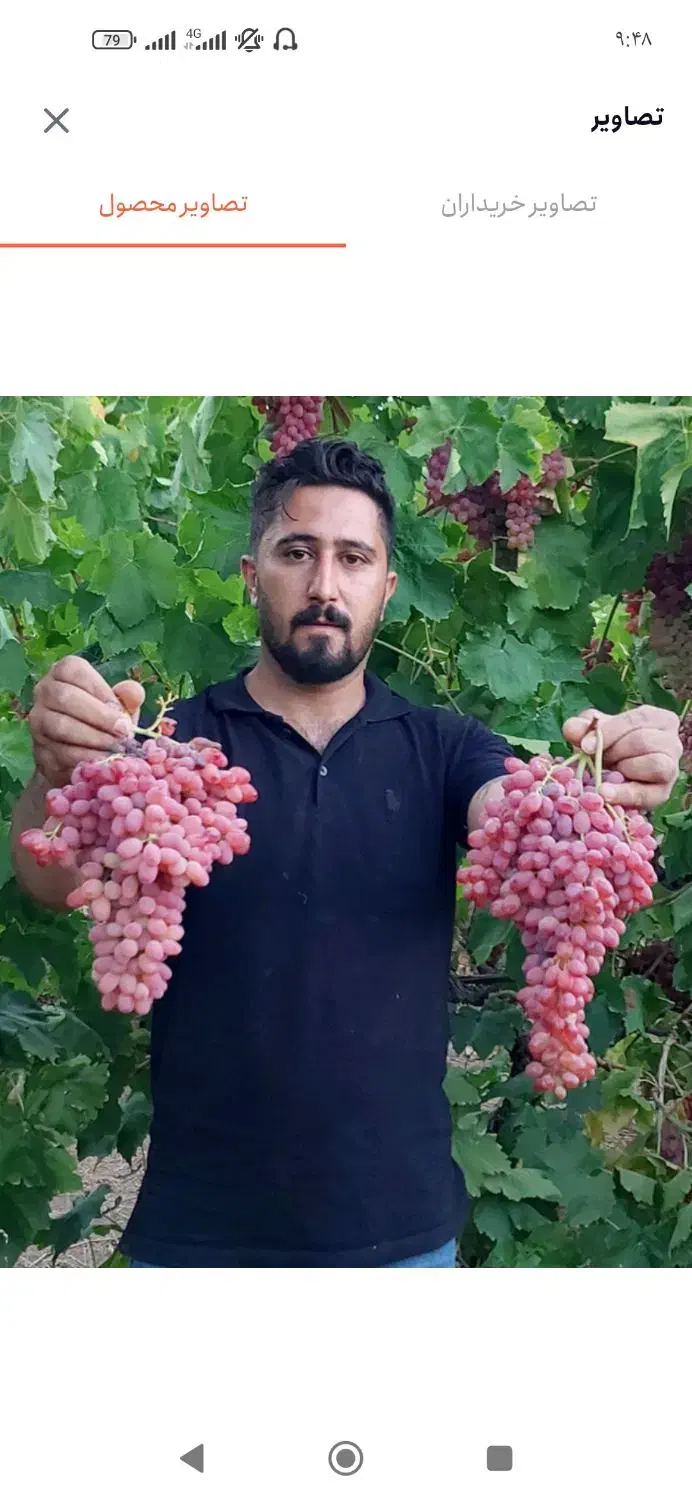 فروش نهال انگور ریشه لخت دوساله|خدمات باغبانی و درختکاری|خرمدره, |دیوار