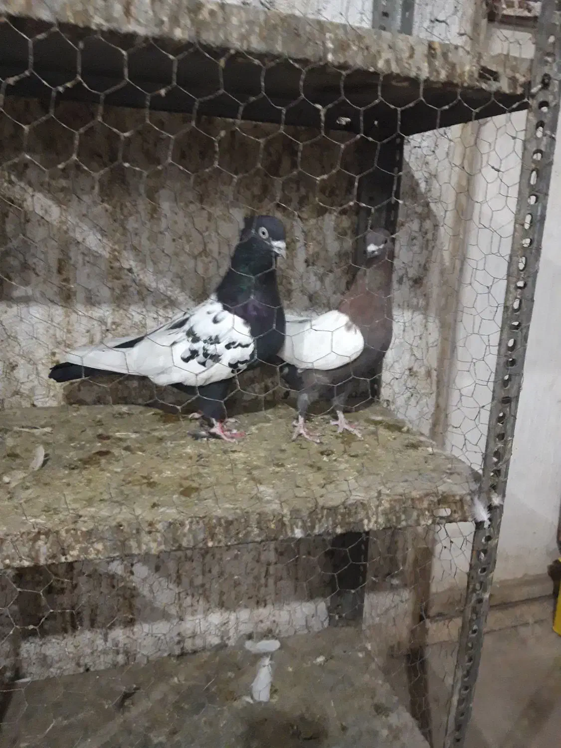 دورنگ دمسیاه|پرنده|قزوین, |دیوار