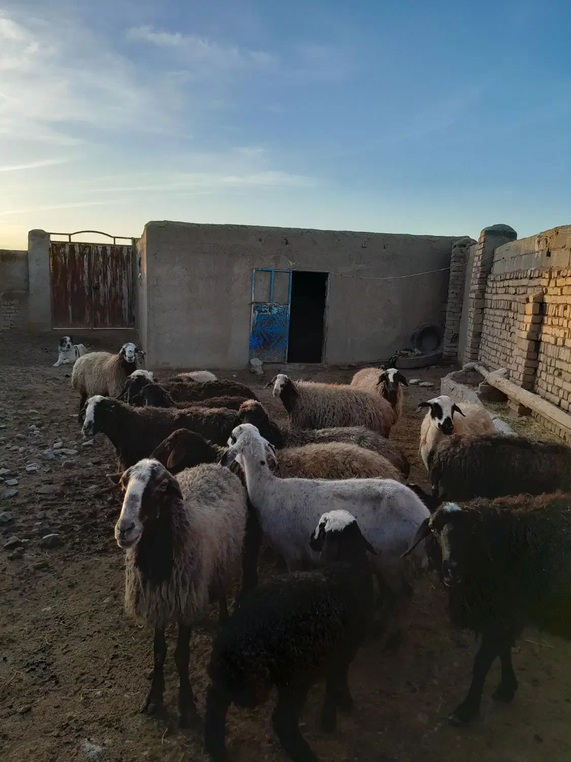 گوسفند بره دار|حیوانات مزرعه|قم, بکایی|دیوار