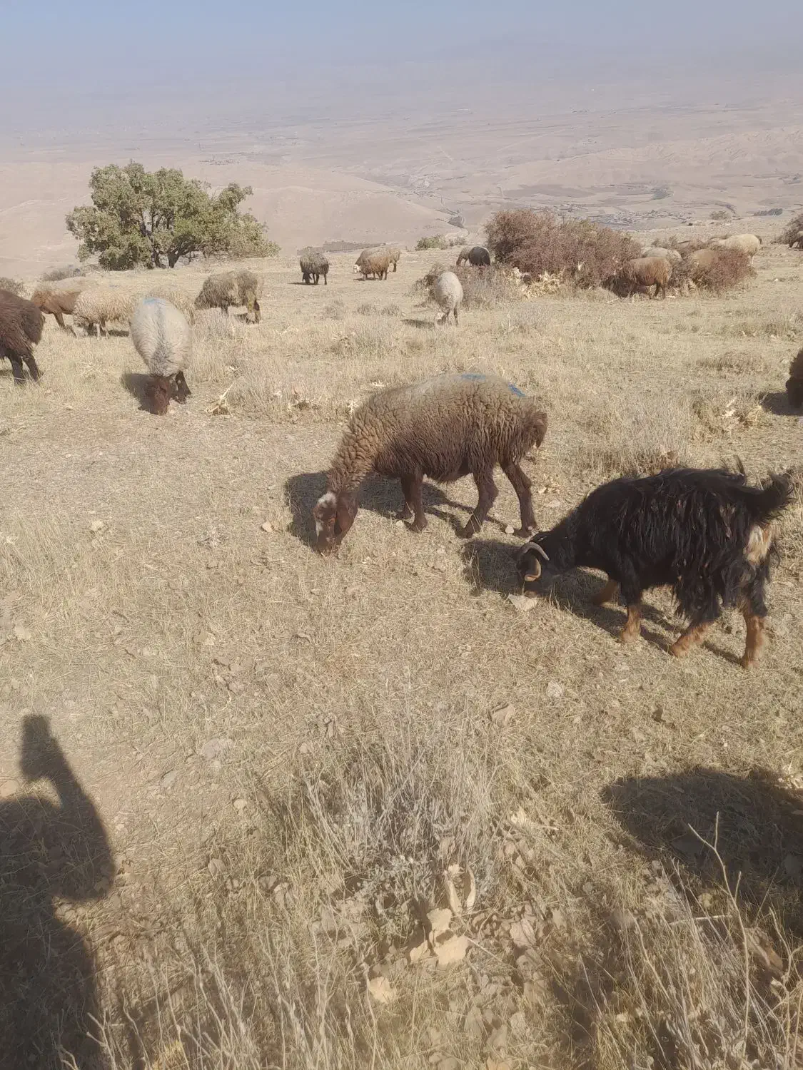 میش آبستن|حیوانات مزرعه|کوهدشت, |دیوار