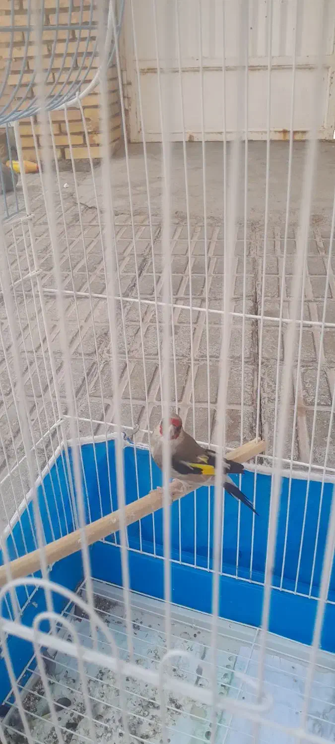 سهره|پرنده|زرند, |دیوار