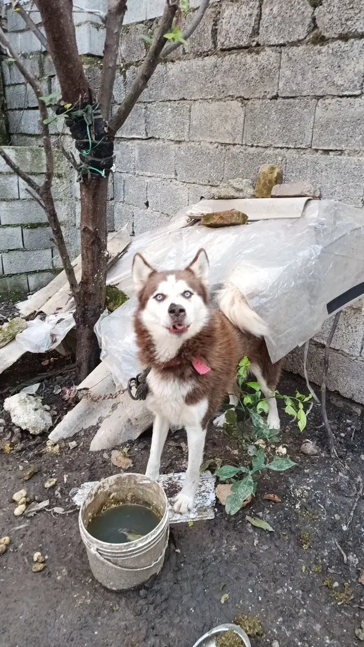 فروش سگ هاسکی پا کوتاه چش یخی با رنگ بدن قهوه اای|سگ|بابکان, |دیوار