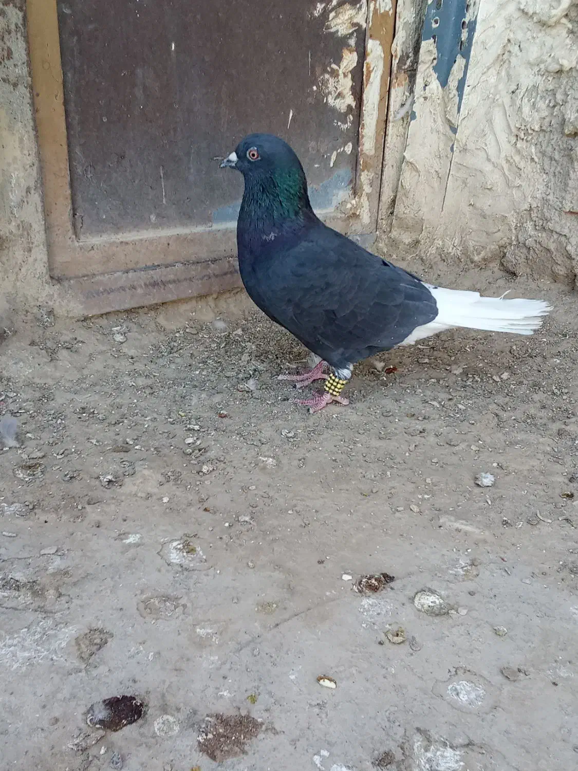 کبوتر دم سفید|پرنده|نیمروز, |دیوار