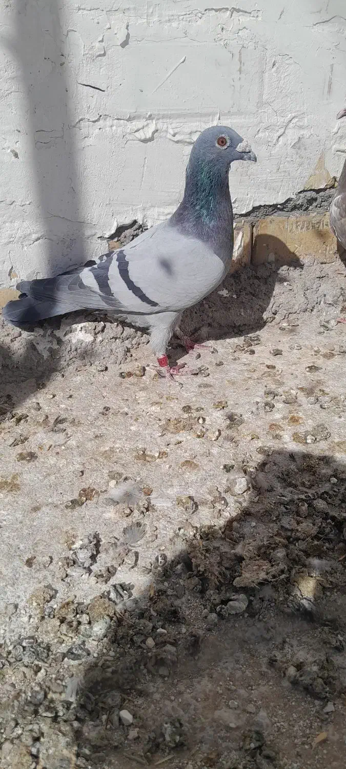 سبز آلمانی|پرنده|خواف, |دیوار