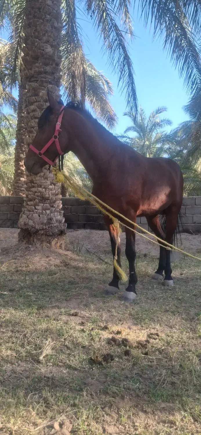 اسب نریون|اسب و تجهیزات اسبسواری|گنبکی, |دیوار