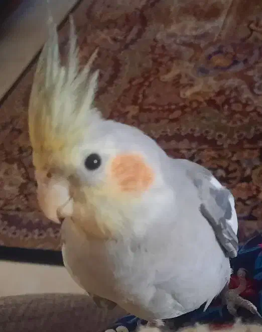 عروس هلندی|پرنده|شهر ری, شهرری|دیوار