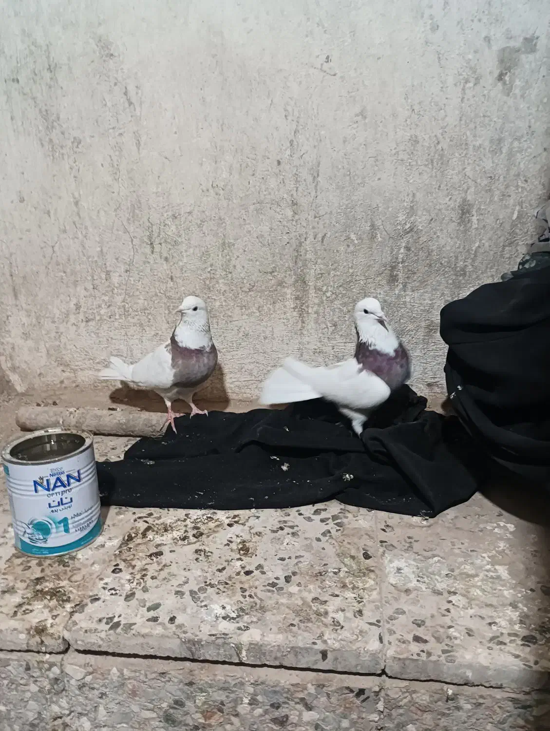 حیون|پرنده|هامون, |دیوار